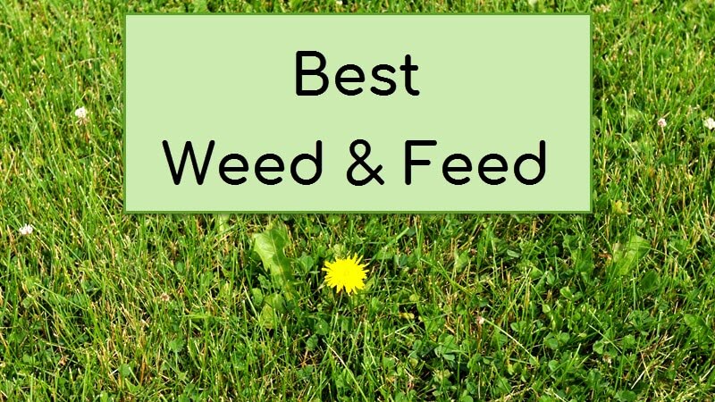 top-weed-and-feed-products-for-lawn-care