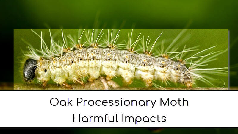 rashes caused by Oak processionary moth larvae