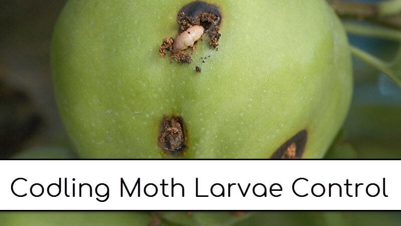 Controlling Codling Moth larvae on apple and pear fruits