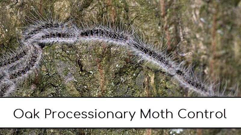 control processionary moth larvae on oak trees
