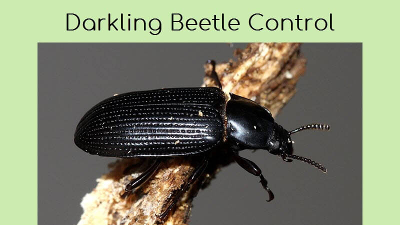 darkling beetle control and prevention in gardens